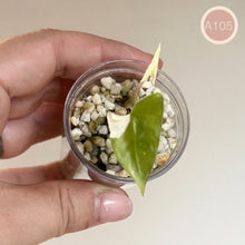 Load image into Gallery viewer, Bulbe d’Alocasia en pot transparent, feuilles vertes, substrat de billes blanches et grises
