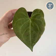 Load image into Gallery viewer, Feuilles vertes d’Anthurium Pterodactyl en forme de cœur, gros plan
