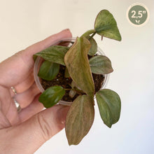 Charger l'image dans la galerie, Philodendron Micans Mint en pot transparent, feuilles vert foncé et brunies
