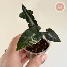 Load image into Gallery viewer, Alocasia Bambino Rose en pot, feuilles vert foncé nervurées de blanc, présentation tenue.
