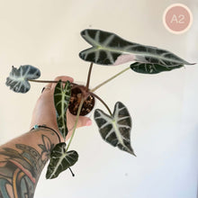 Load image into Gallery viewer, Alocasia Bambino Rose en pot, plusieurs feuilles vert foncé à nervures blanches.
