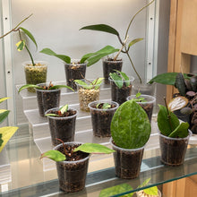 Load image into Gallery viewer, Présentoir à plantes 3 niveaux — idéal dans un cabinet Milsbo
