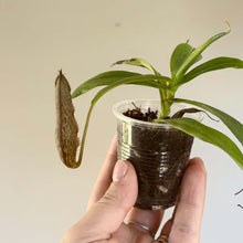 Load image into Gallery viewer, Nepenthes burbidgeae X Campanulata BE-3564 (carnivorous plant)

