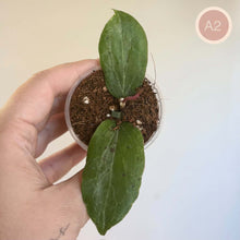 Charger l'image dans la galerie, Plante Hoya en pot, feuilles vertes épaisses à nervures, terre brune.
