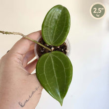 Load image into Gallery viewer, Hoya Quinquinervia en pot, deux feuilles vert foncé, taille 2,5 po.
