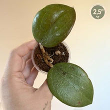 Charger l'image dans la galerie, Hoya Pottsii 🐾
