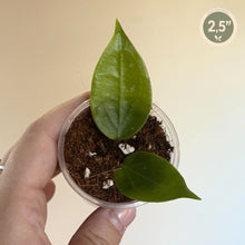 Charger l'image dans la galerie, Hoya Limoniaca — IML 0092 H253 🐾
