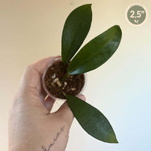 Load image into Gallery viewer, Hoya Pubicalyx Black Dragon 🐾
