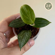 Load image into Gallery viewer, Hoya Fitchii 🐾
