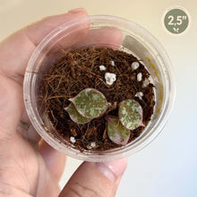 Load image into Gallery viewer, Hoya Curtisii Albo 🐾
