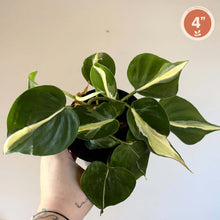 Load image into Gallery viewer, Philodendron Silver Stripes
