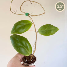 Charger l'image dans la galerie, Plante Hoya incrassata en pot, feuilles épaisses ovales vertes
