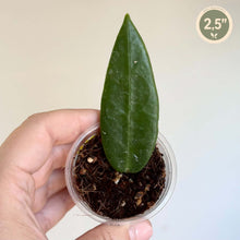Load image into Gallery viewer, Hoya Stenakei 🐾
