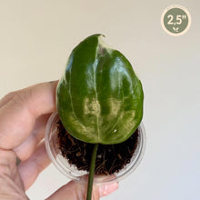Charger l'image dans la galerie, Plante Hoya à grande feuille vert foncé en pot rond, 2,5 pouces
