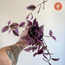 Load image into Gallery viewer, Tradescantia 'Pink Paradise' : tiges et feuilles rayées pourpres, plante d’intérieur
