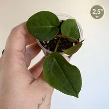 Charger l'image dans la galerie, Plante Anthurium Magnificum en pot, feuilles vertes (2,5 pouces)
