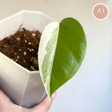 Charger l'image dans la galerie, Monstera Albo : grande feuille verte striée de blanc, tige dans un pot
