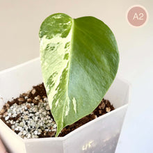 Charger l'image dans la galerie, Monstera Albo : deux feuilles, vert et blanc panachés, dans un pot
