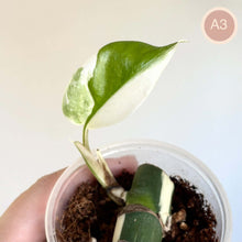 Charger l'image dans la galerie, Monstera Albo jeune plante : plusieurs feuilles vertes panachées blanc, en pot
