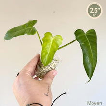 Charger l'image dans la galerie, Philodendron Golden Dragon Mint
