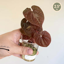 Charger l'image dans la galerie, Plant Dioscorea Dodecaneura pourpre en pot, feuilles rondes veinées
