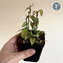 Charger l'image dans la galerie, Philodendron Burle Marx Fantasy en pot noir, petites feuilles vert foncé

