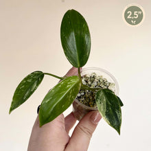 Load image into Gallery viewer, Philodendron Emerald Queen
