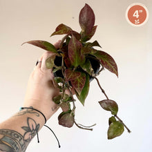 Charger l'image dans la galerie, Plante en pot Hoya Sunrise aux feuilles vertes et pourpres, calibre 4 pouces
