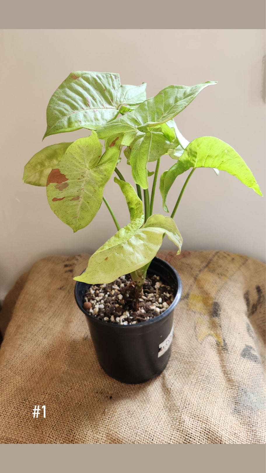 Syngonium confetti