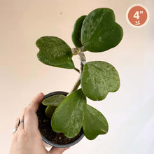 Charger l'image dans la galerie, Hoya Kerrii Splash en pot, feuilles en forme de cœur vertes, taille 4 pouces
