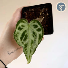 Charger l'image dans la galerie, Anthurium Warocqueanum X Silver Blush : grande feuille vert foncé veinée argentée
