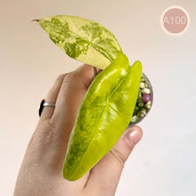 Charger l'image dans la galerie, Feuille d’Alocasia aux tons vert citron et crème, veines marquées
