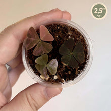 Charger l'image dans la galerie, Oxalis Triangularis Variegata en mini pot transparent, feuilles triangulaires panachées
