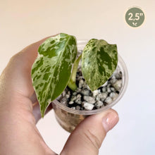 Charger l'image dans la galerie, Monstera Bulbasaur — TC en pot, feuilles vertes mouchetées blanc, 2,5 pouces
