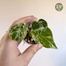 Charger l'image dans la galerie, Plante en pot, feuilles vertes mouchetées de blanc, 2,5 pouces
