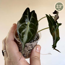 Charger l'image dans la galerie, Plante Alocasia en pot transparent, feuilles vert foncé luisantes et nervures claires
