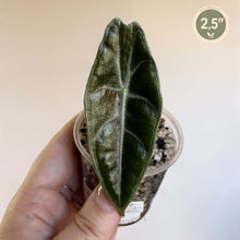 Charger l'image dans la galerie, Alocasia en pot : feuille vert foncé nervurée, vue de profil
