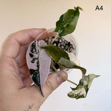 Charger l'image dans la galerie, Alocasia en pot : feuilles vertes à nervures claires et grande feuille rose-violet
