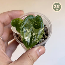Charger l'image dans la galerie, Alocasia à deux feuilles vert foncé panachées, en godet transparent
