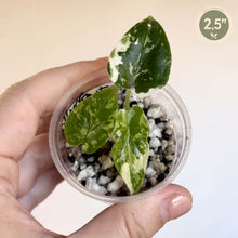 Charger l'image dans la galerie, Alocasia à trois feuilles vert foncé panachées, en godet transparent
