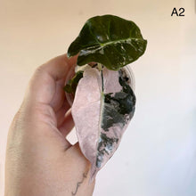 Charger l'image dans la galerie, Alocasia en pot : grande feuille vert foncé veiné, feuille rose-violet panachée
