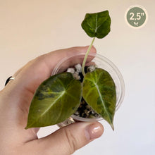 Charger l'image dans la galerie, Plantule d’alocasia Black Velvet Aurea — TC : 3 feuilles vert foncé, nervures claires
