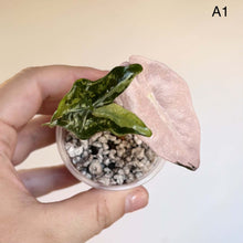 Load image into Gallery viewer, Alocasia nobilis Pink — TC : feuille rose pâle et verte, dans petit pot de substrat
