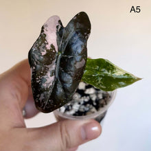 Load image into Gallery viewer, Alocasia nobilis Pink — TC : feuille noire et rose, dans petit pot
