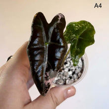 Load image into Gallery viewer, Alocasia nobilis Pink — TC : feuille noire avec zones roses, pot et billes blanches
