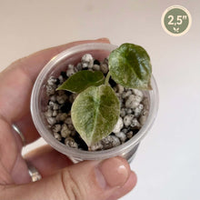 Charger l'image dans la galerie, Alocasia Cuprea Latte — TC en pot, gros plan sur feuilles vertes, billes, 2,5 pouces

