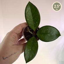 Charger l'image dans la galerie, Petite Hoya Parasitica en pot, feuilles vert foncé en cœur (2,5 po), 3 feuilles
