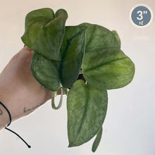 Charger l'image dans la galerie, Plante d’intérieur Scindapsus à grandes feuilles vert foncé en cœur
