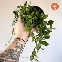Load image into Gallery viewer, Plante Hoya Krohniana Splash en pot, feuilles vertes retombantes
