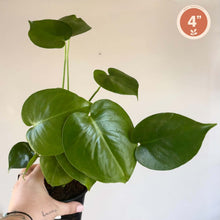 Load image into Gallery viewer, Monstera Deliciosa en pot, grandes feuilles vertes luisantes
